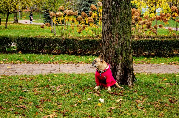 Des secrets nutritionnels pour un ventre plat